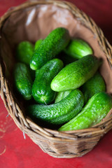 Bucket with the fresh home grown organic cucumbers