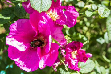 Obraz premium A delicate flower of wild rose. Yaroslavl. the green beetle collects nectar