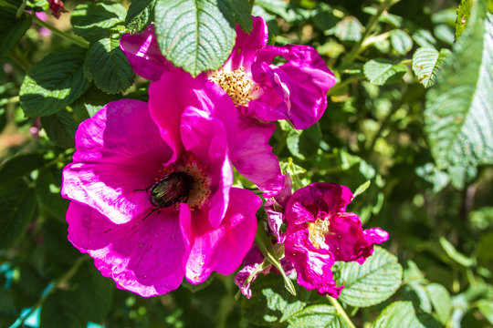 A delicate flower of wild rose. Yaroslavl. the green beetle collects nectar