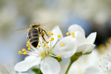 A honeybee visits a white flowering flower to gather nectar