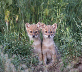 Couple of Golden Jackal cubs keeping watch near the breeding den in Pikla, Pärnu county, Estonia. Jackal is new invasive mammal species in Northern part of Europe