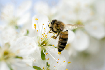 A honeybee visits a white flowering flower to gather nectar