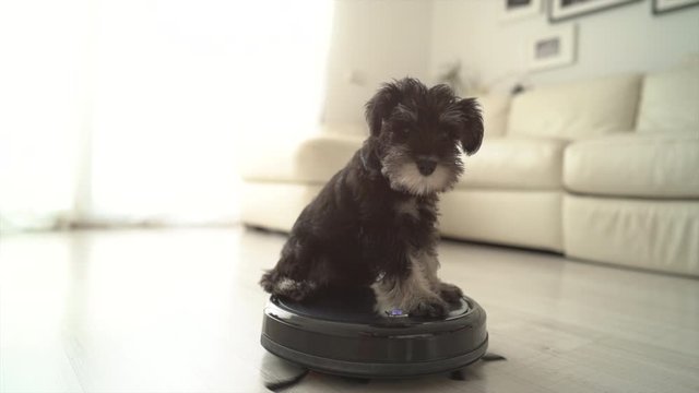 Puppy sitting on robotic vacuum cleaner