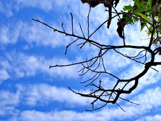 The branch of tree with wave of cloud on the sky at Mandalay, Myanmar