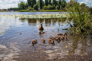 Duck on the shore of the Damansky  island of Yaroslavl