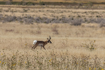 Pronghorn Antelope Bucks in Autumn