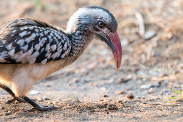 red billed hornbill bird foraging