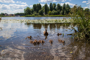 Duck on the shore of the Damansky  island of Yaroslavl