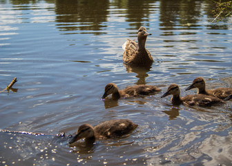 Duck on the shore of the Damansky  island of Yaroslavl
