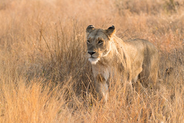 Obraz na płótnie Canvas lioness approaching through long grass