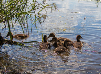 Duck on the shore of the Damansky  island of Yaroslavl