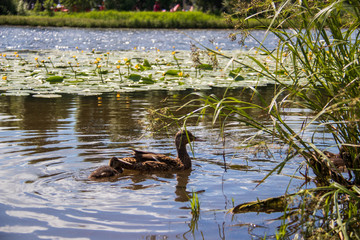 Duck on the shore of the Damansky  island of Yaroslavl