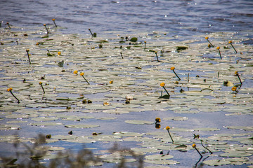 Strelka Aquatic plants of the Kotorosl river
