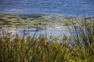 Strelka Aquatic plants of the Kotorosl river