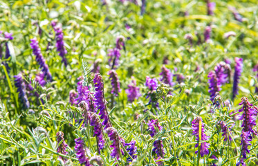Yaroslavl. Blooming grass on the Bank of kotorosli.. Vicia cracca