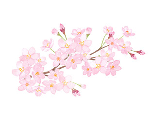 春の花：桜の満開の枝　水彩イラストのトレースベクター