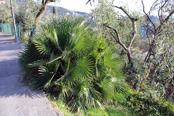 Ciuffi di Yucca agavaceae sul bordo strada