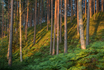 View on the morning sun lit forested sand dune slope with natural woodland and vegetation in Luitemaa nature reserve, Pärnu county, Estonia