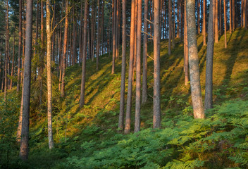 View on the morning sun lit forested sand dune slope with natural woodland and vegetation in...