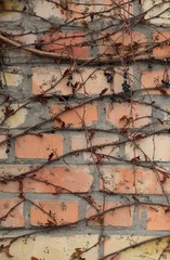 The background and texture of the brick wall, faded in the sun with the creeping vines. Light colored brick surface with dry creeping sprigs of grapes. Abstract sketches of nature