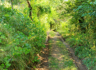 A village path in the woods.