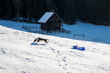 Happy dog running across snow pulling a children sledge.