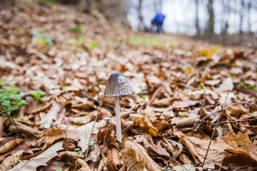 Mushroom in the forest