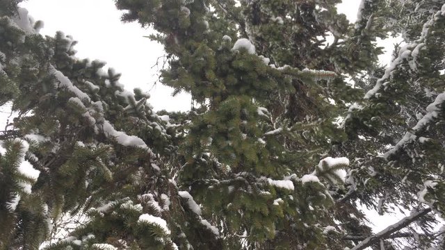 Snow-covered branches of fir tree close-up