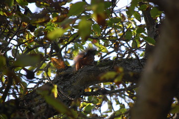 squirrel on a walnut tree