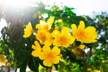 Ochna integerrima beautiful yellow flower. Symbol of Vietnamese traditional symbolic lunar New Year for good luck. Mai flower in Vietnam. Tulips. Apricot Flower. Saint Valentineâ€™s day postcard