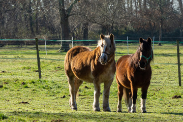 BASSIN D'ARCACHON (France), chevaux dans la campagne