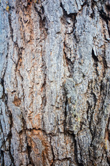 Fototapeta premium Tree bark surface