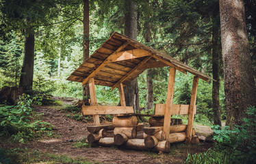 Carpathian forest in summer