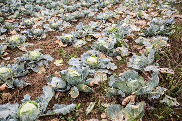 Fresh raw organic cabbage in the garden