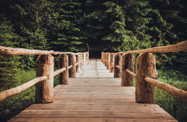Carpathian forest in summer