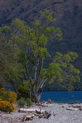 Queenstown Lake Wakatipu. New Zealand.