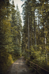 Carpathian forest in summer