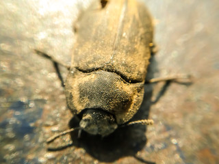 A picture of beetle
