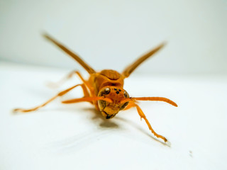 A picture of wasp