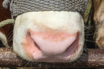 A macro close up view of cow snout.