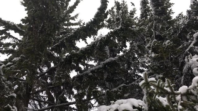 Thick snow falls on the tops of fir trees