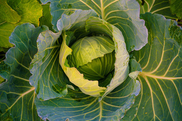 Green organic cabbage vegetable plantation farm close up on center head of cabbage