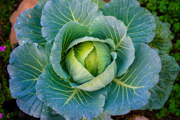 Fototapeta premium Green organic cabbage vegetable plantation farm close up on center head of cabbage