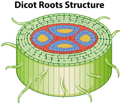 Diagram showing dicot roots structure