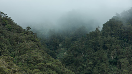 Millford Sound. Fjordland. New Zealand. Fog and forest