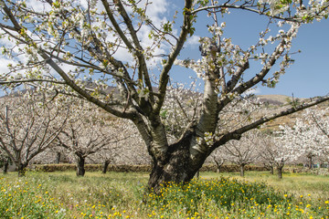 Naklejka premium OLd cherry tree blooming in Valle del Jerte, Spain