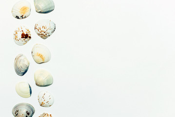 Sea shells on a white background