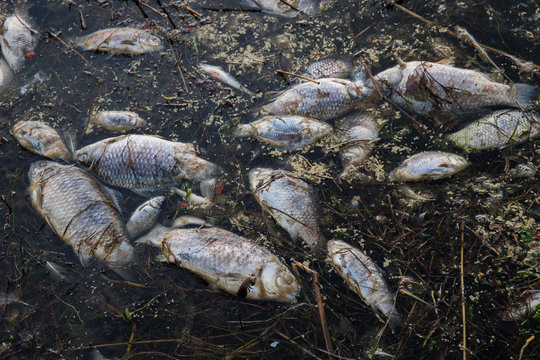 Group of dead fish floating in the harbor waters in Kihnu, P&auml;rnu county, Baltic Sea sea is considered as most polluted one globally.