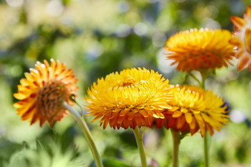 Helichrysum ( Straw flower) blooming outdoors. (Helichrysum bracteatum) 