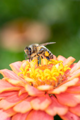 Bee - Apis mellifera - pollinates a zinnia